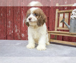 Puppy Falcon Cocker Spaniel-Poodle (Miniature) Mix