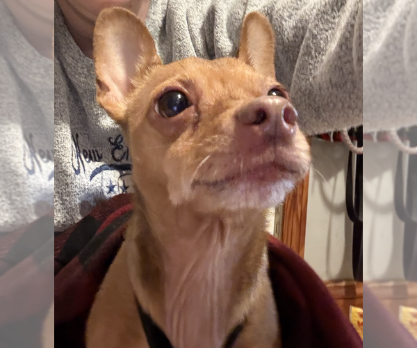 Medium Photo #4 Chiweenie Puppy For Sale in Fruitland, SC, USA