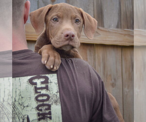 Medium Photo #5 Labralas Puppy For Sale in Huntley, IL, USA