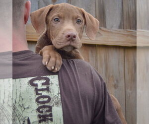 Pumpkin - Male Labralas Dog for Adoption - Photo #5