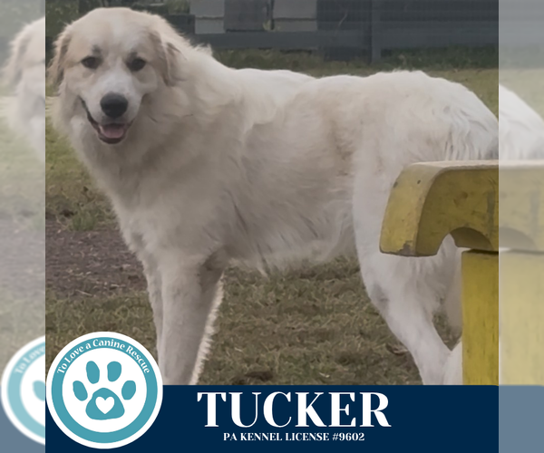 Medium Photo #3 Great Pyrenees-Unknown Mix Puppy For Sale in Kimberton, PA, USA