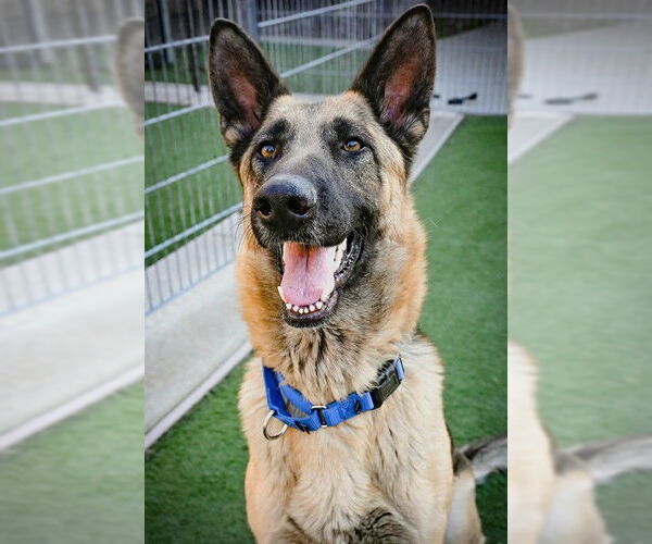 Medium Photo #1 German Shepherd Dog Puppy For Sale in Sacramento, CA, USA