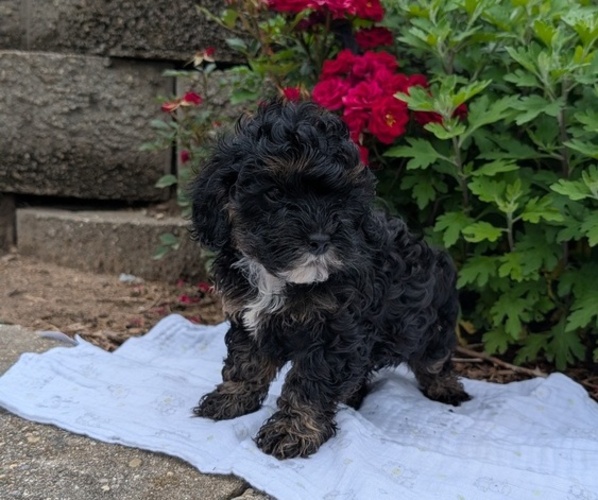 Medium Photo #11 Cock-A-Poo Puppy For Sale in GOSHEN, IN, USA