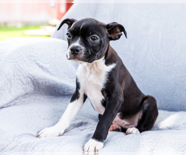 Medium Photo #9 Boston Terrier Puppy For Sale in WAKARUSA, IN, USA