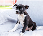 Small #8 Boston Terrier