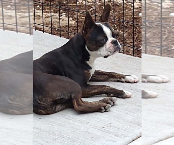 Medium Photo #6 Boston Terrier Puppy For Sale in COLORADO SPGS, CO, USA
