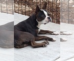 Small Photo #6 Boston Terrier Puppy For Sale in COLORADO SPGS, CO, USA