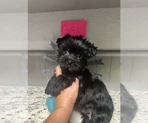 Yorkshire Terrier Puppy for sale in FORT WORTH, TX, USA