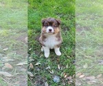 Small #7 Australian Shepherd