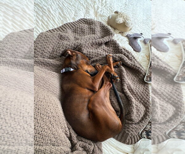 Medium Photo #4 Doberman Pinscher-Unknown Mix Puppy For Sale in Andover, MN, USA