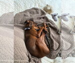 Small Photo #4 Doberman Pinscher-Unknown Mix Puppy For Sale in Andover, MN, USA