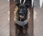 Small #2 Mutt