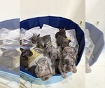 Image preview for Ad Listing. Nickname: Litter of 10