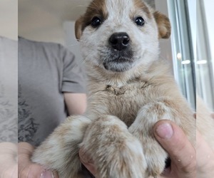 Australian Cattle Dog Puppy for sale in PUYALLUP, WA, USA