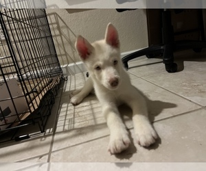 Siberian Husky Puppy for sale in DORAL, FL, USA