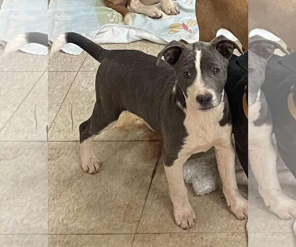 Medium Photo #1 Catahoula Leopard Dog-Unknown Mix Puppy For Sale in Social Circle, GA, USA