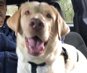 Labrador Retriever Puppy for Sale in SPRING HILL, Florida USA