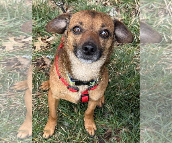 Medium Photo #4 Chiweenie Puppy For Sale in Lee's Summit, MO, USA