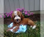 Image preview for Ad Listing. Nickname: Bruno