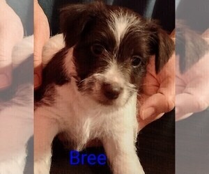 Medium Jack Russell Terrier-Schnauzer (Miniature) Mix