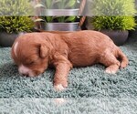 Small Photo #6 Cavapoo (Miniature) Puppy For Sale in CARLISLE, KY, USA