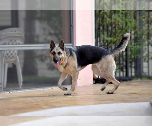 Medium Photo #5 German Shepherd Dog Puppy For Sale in Plantation, FL, USA