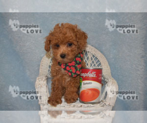 Poodle (Toy) Puppy for sale in SANGER, TX, USA