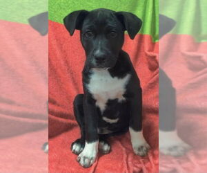 Mutt Dogs for adoption in House Springs, MO, USA