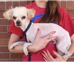 Small #1 Poodle (Toy)