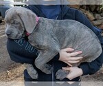 Puppy Pinky Cane Corso
