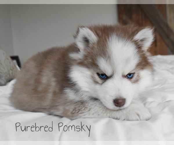 Medium Photo #5 Pomsky Puppy For Sale in KANSAS CITY, MO, USA