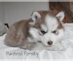 Small #4 Pomsky