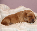 Puppy Jip Labrador Retriever