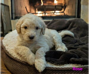 Golden Retriever Dogs for adoption in Croydon, NH, USA