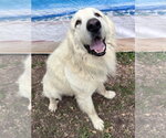 Small #3 Great Pyrenees