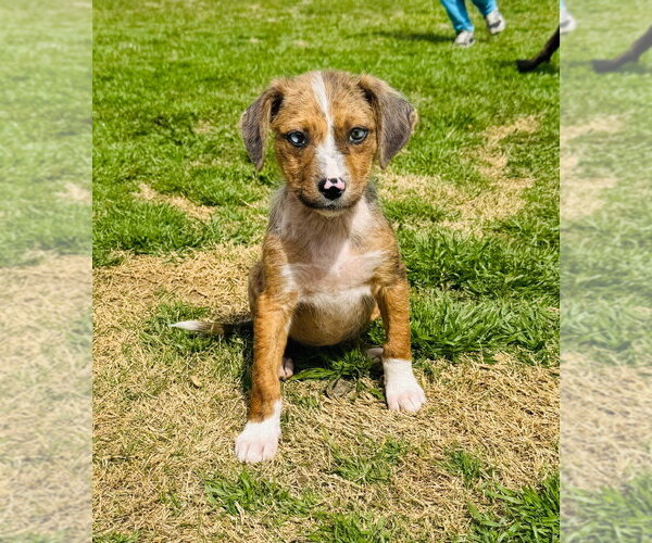 Medium Photo #1 Australian Shepherd-Unknown Mix Puppy For Sale in Claremore, OK, USA