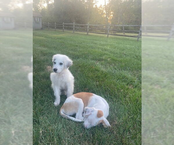 Medium Photo #5 American Bulldog-Unknown Mix Puppy For Sale in Doylestown, PA, USA