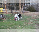 Small Photo #58 Old English Sheepdog Puppy For Sale in MARIONVILLE, MO, USA