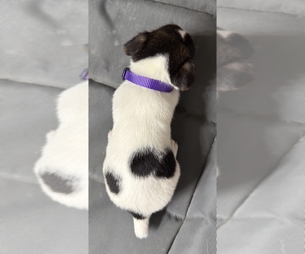 Medium Photo #13 Jack Russell Terrier Puppy For Sale in FREEMAN, MO, USA
