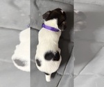 Small Photo #13 Jack Russell Terrier Puppy For Sale in FREEMAN, MO, USA