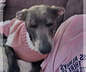 Chiweenie Dogs for adoption in Princeton, MN, USA