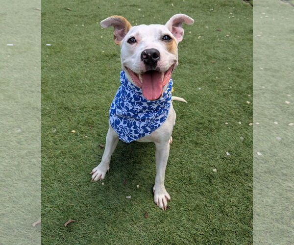 Medium Photo #1 Parson Russell Terrier-Unknown Mix Puppy For Sale in Calhoun, GA, USA