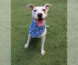 Parson Russell Terrier-Unknown Mix Dogs for adoption in Calhoun, GA, USA