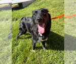 Small #1 Border Collie Mix