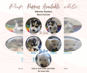 Siberian Husky Litter for sale in LEHIGH ACRES, FL, USA