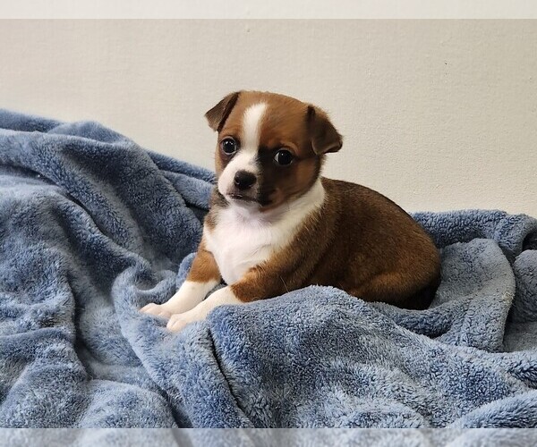 Medium Photo #24 Chihuahua Puppy For Sale in RUSTBURG, VA, USA