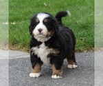 Small Photo #5 Bernese Mountain Dog Puppy For Sale in EPHRATA, PA, USA