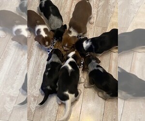 Beagle Puppy for sale in COXS CREEK, KY, USA