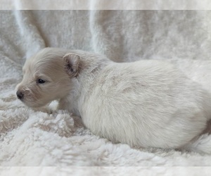 Pomeranian Puppy for sale in COMER, GA, USA
