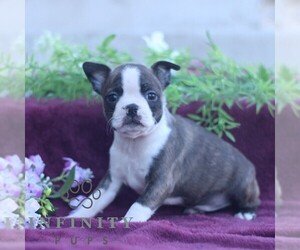 Boston Terrier Puppy for sale in PORT ROYAL, PA, USA